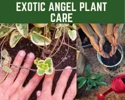 Exotic Angel Plant Care