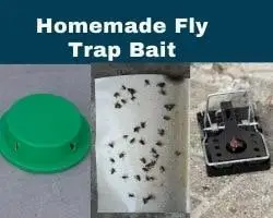 Homemade Fly Trap Bait
