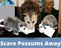 How To Scare Possums Away
