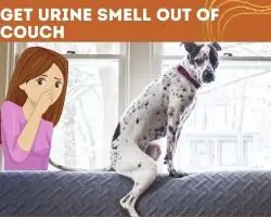 How To Get Urine Smell Out Of Couch