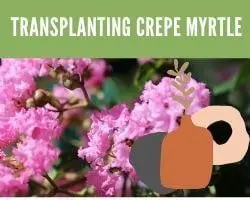 Transplanting Crepe Myrtle