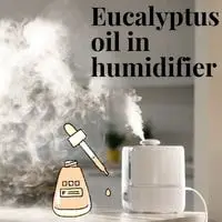 eucalyptus oil in humidifier