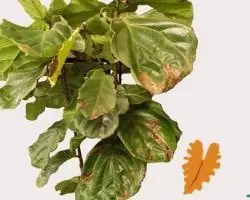fiddle leaf fig leaves drooping solved