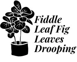 fiddle leaf fig leaves drooping