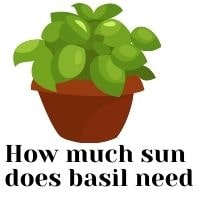 how much sun does basil need
