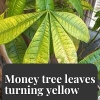 money tree leaves turning yellow