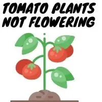 tomato plants not flowering