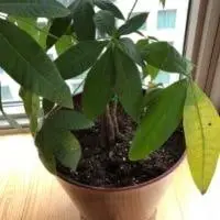 why money tree leaves turning yellow
