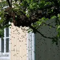how to get a bee out of your house