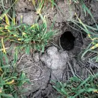 snake holes in the yard how to spot