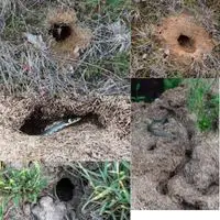 types of snake holes