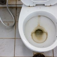 why mold in toilet bowl below water line