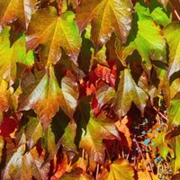 how to get rid of virginia creeper