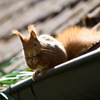 how to keep squirrels off roof