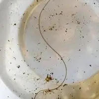 horsehair worm in toilet