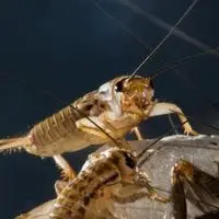 get rid of cricket noise at night
