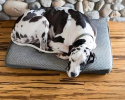 protect hardwood floors from dogs