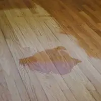 urine damage to hardwood floors
