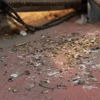 how to clean bird poop off concrete 2022
