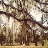 how to get rid of spanish moss 2022