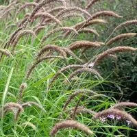 how to get rid of foxtails