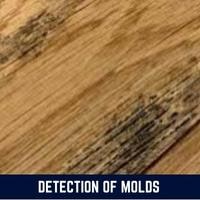 detection of molds