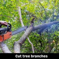 cut tree branches