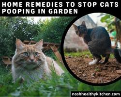 home remedies to stop cats pooping in garden 2022