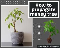 how to propagate money tree 2022