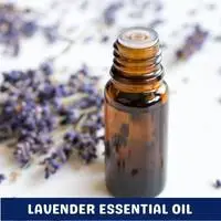 lavender essential oil