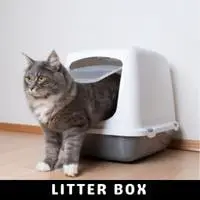 litter box
