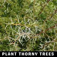 plant thorny trees