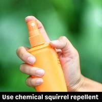 use chemical squirrel repellent