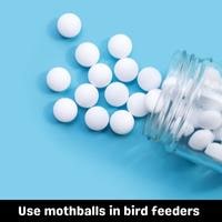 use mothballs in bird feeders