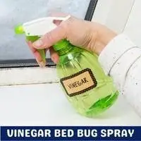vinegar bed bug spray