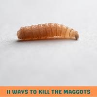 11 ways to kill the maggots