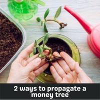 2 ways to propagate a money tree