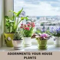 adornments your house plants