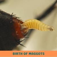 birth of maggots