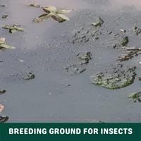 breeding ground for insects