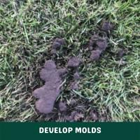 develop molds