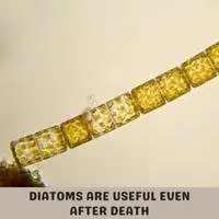 diatoms are useful even after death