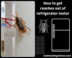 how to get roaches out of refrigerator motor 2022