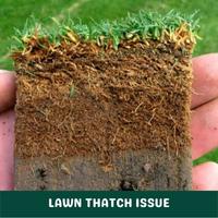 lawn thatch issue