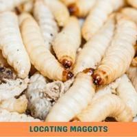 locating maggots