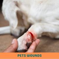 pets wounds