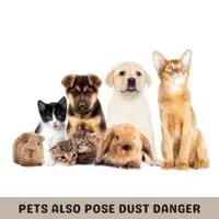 pets also pose dust danger