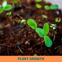 plant growth
