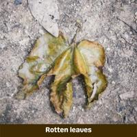 rotten leaves