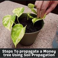 steps to propagate a money tree using soil propagation